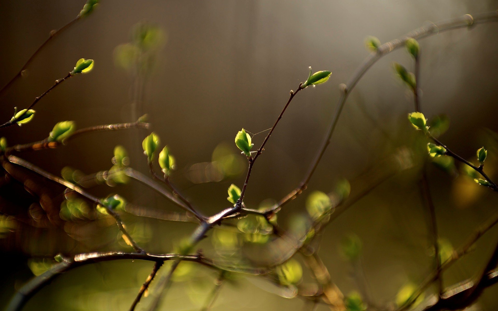 macro vegetazione pianta foglia foglia foglie foglie rami sfocatura bokeh lascia sfondo bello carta da parati widescreen schermo intero widescreen