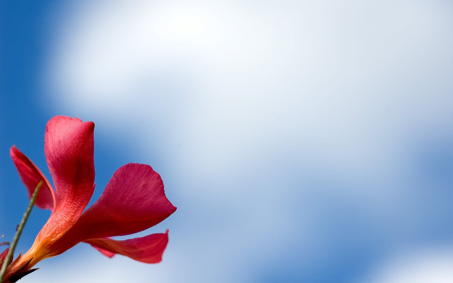 macro flower red petals macro red background wallpaper widescreen fullscreen widescreen widescreen