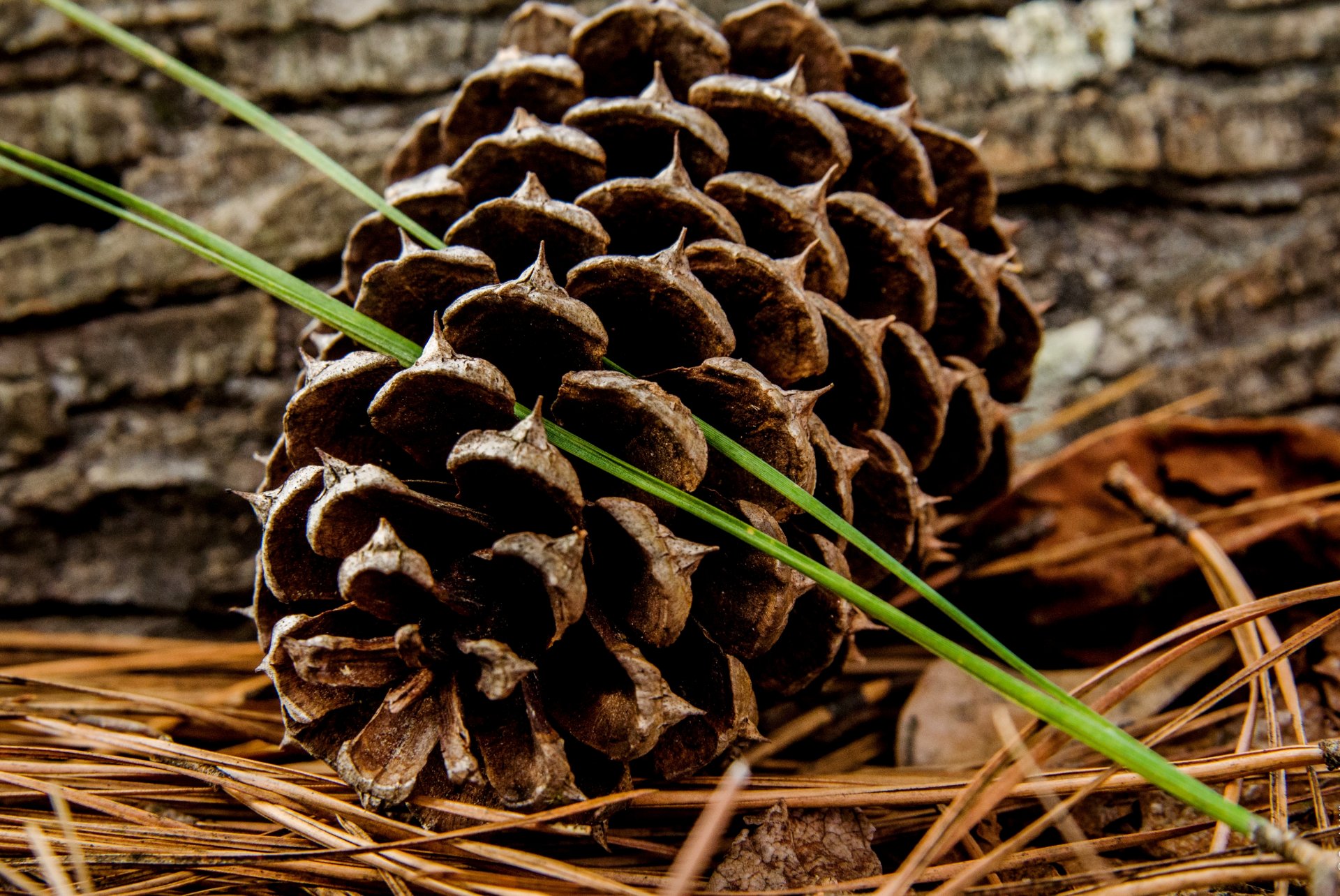 pomme de pin herbe tiges flou