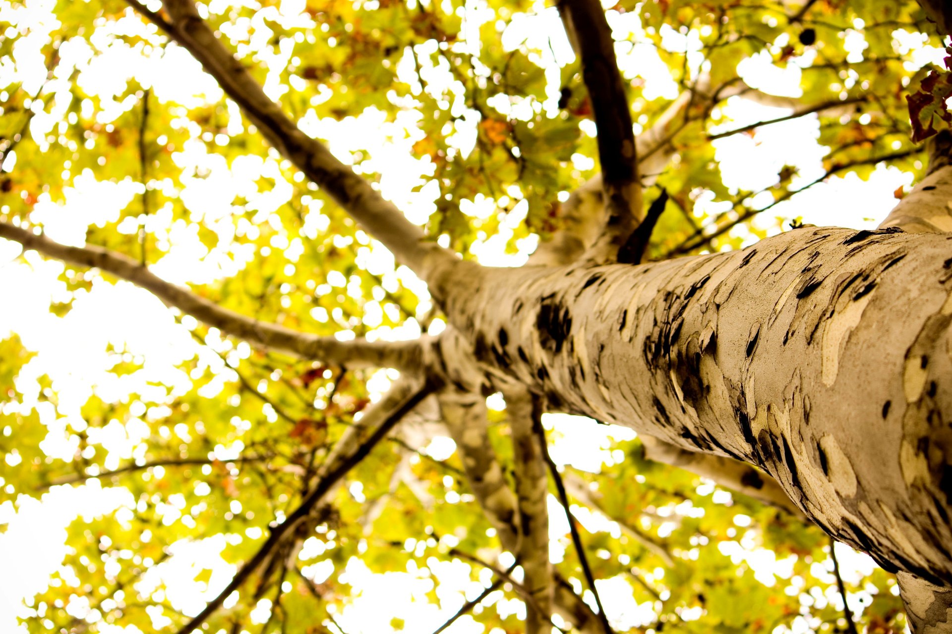 macro albero corteccia foglie fogliame foglioline macro sfondo carta da parati widescreen schermo intero widescreen widescreen