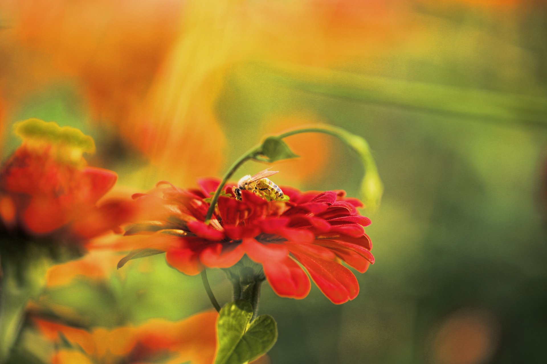 flower red bee background blur