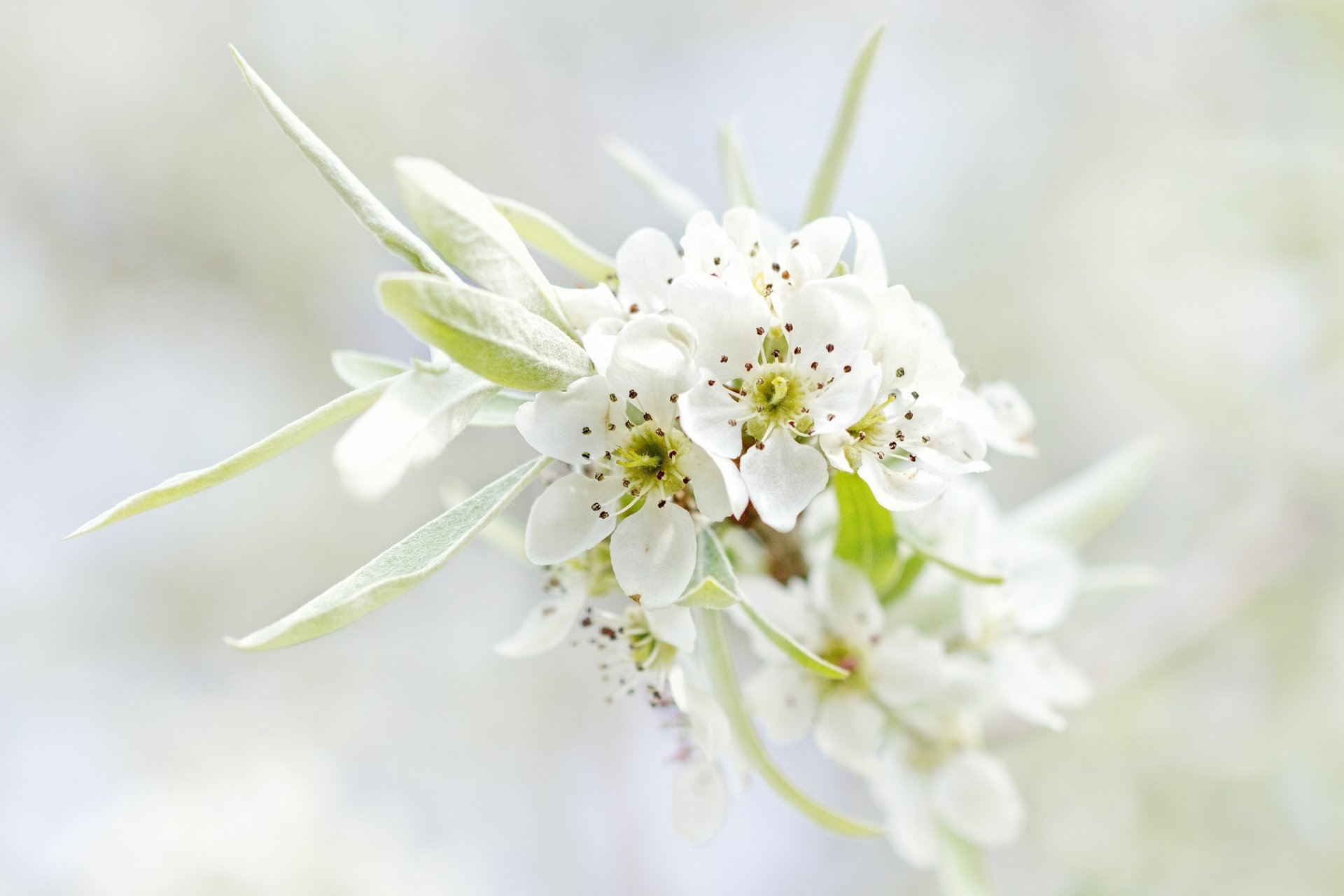 flor árbol rama flores blanco hojas pétalos naturaleza primavera macro