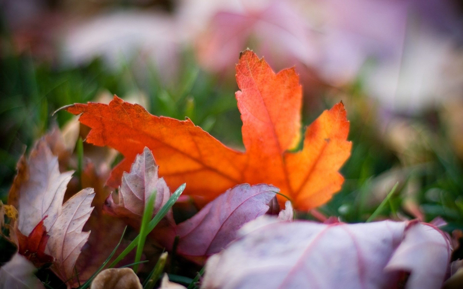 macro papier peint automne fond photo flou lumineux couleurs feuilles herbe nature bokeh