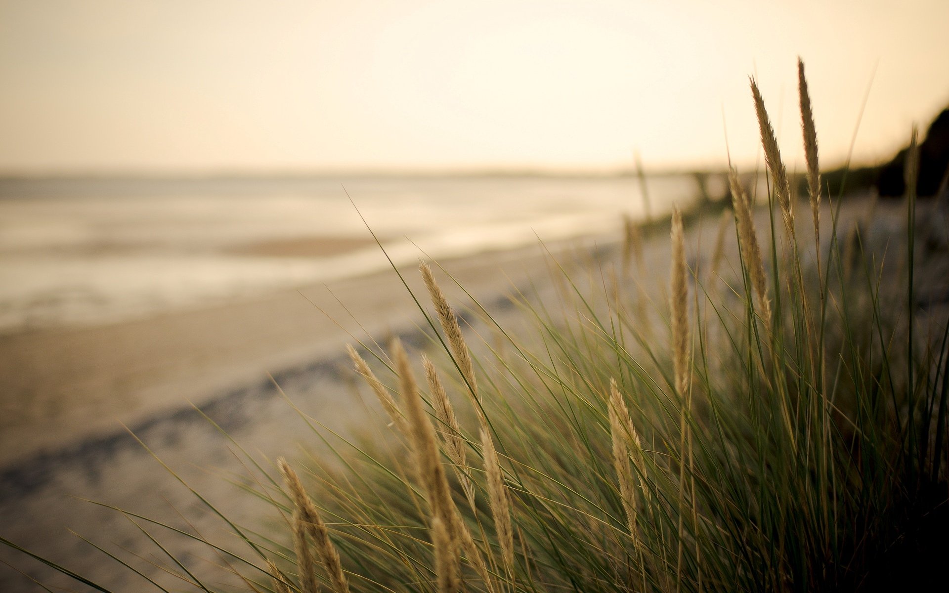 close up plant. vegetation ears green sea sand beach blur background wallpaper widescreen full screen hd wallpapers fullscreen