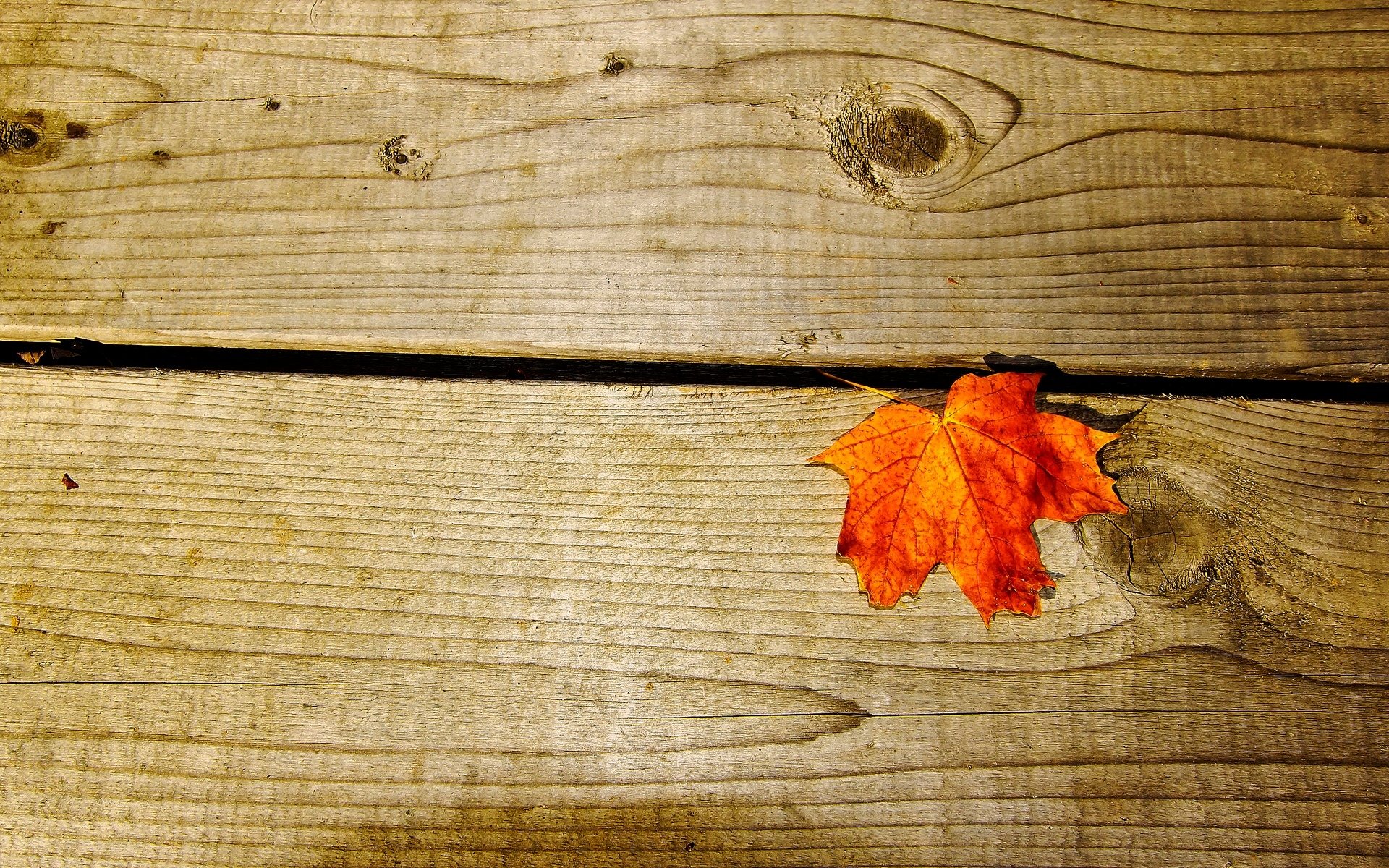 macro feuille feuille orange bois planches fond papier peint écran large plein écran écran large écran large