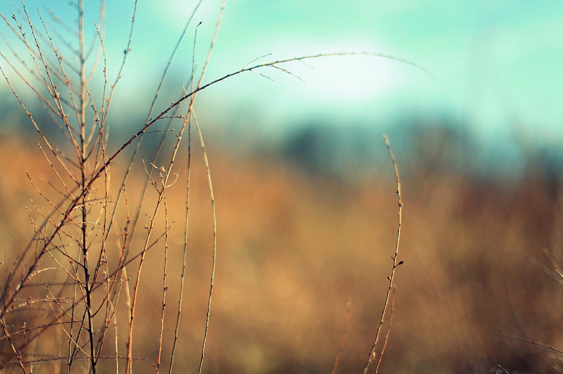 close up plant vegetation branches blur background wallpaper widescreen full screen hd wallpapers fullscreen