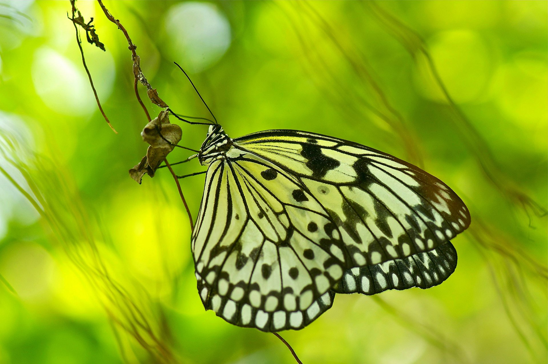 brizna de hierba mariposa fondo reflejos