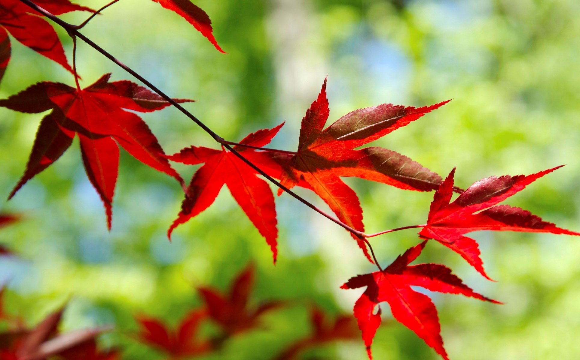 macro feuille feuilles feuille rouge forme branche arbre laisser rouge flou flou bokeh fond papier peint écran large plein écran écran large écran large