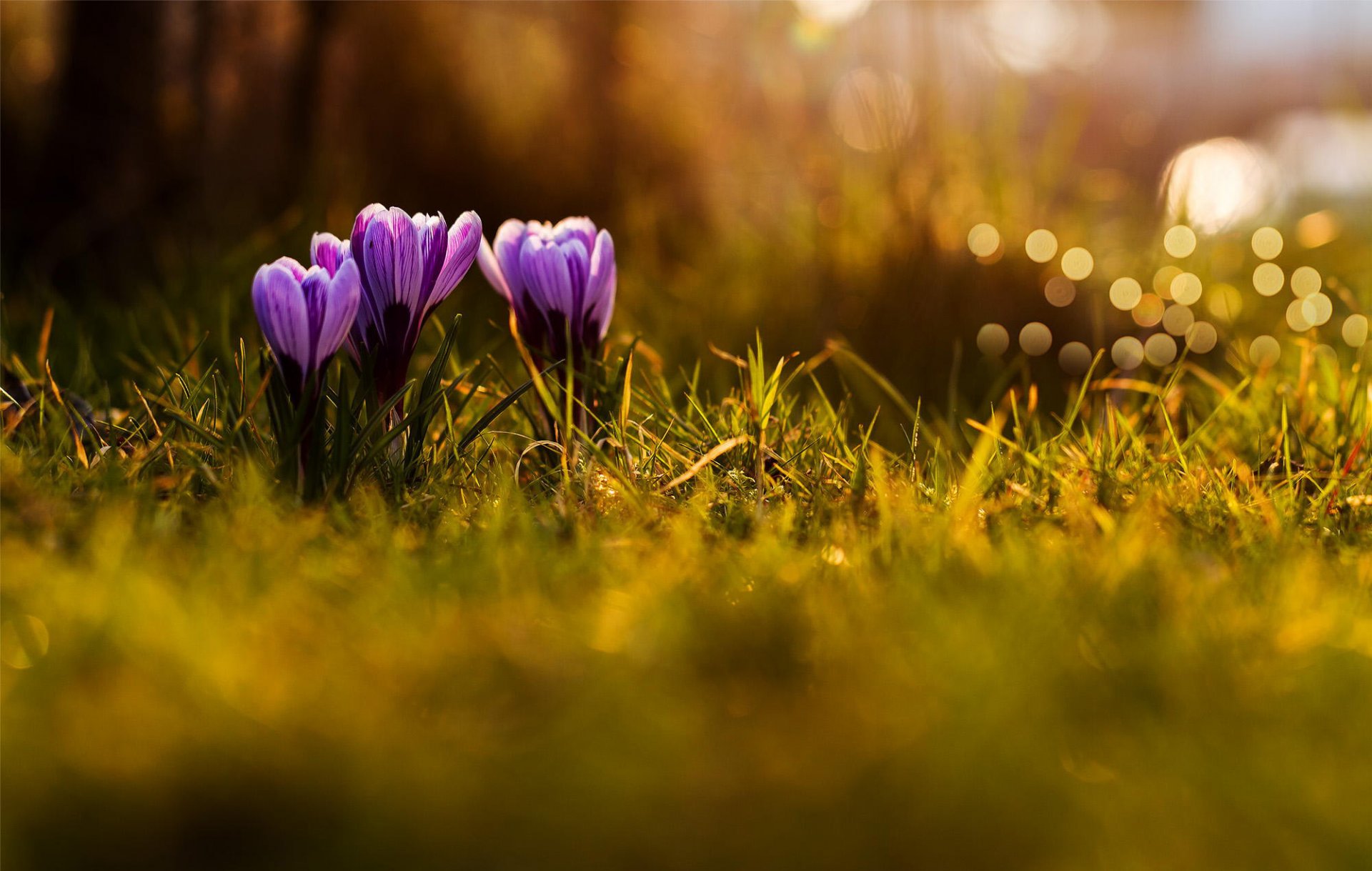 krokusy kwiaty liliowy fioletowy wiosna trawa natura bokeh makro