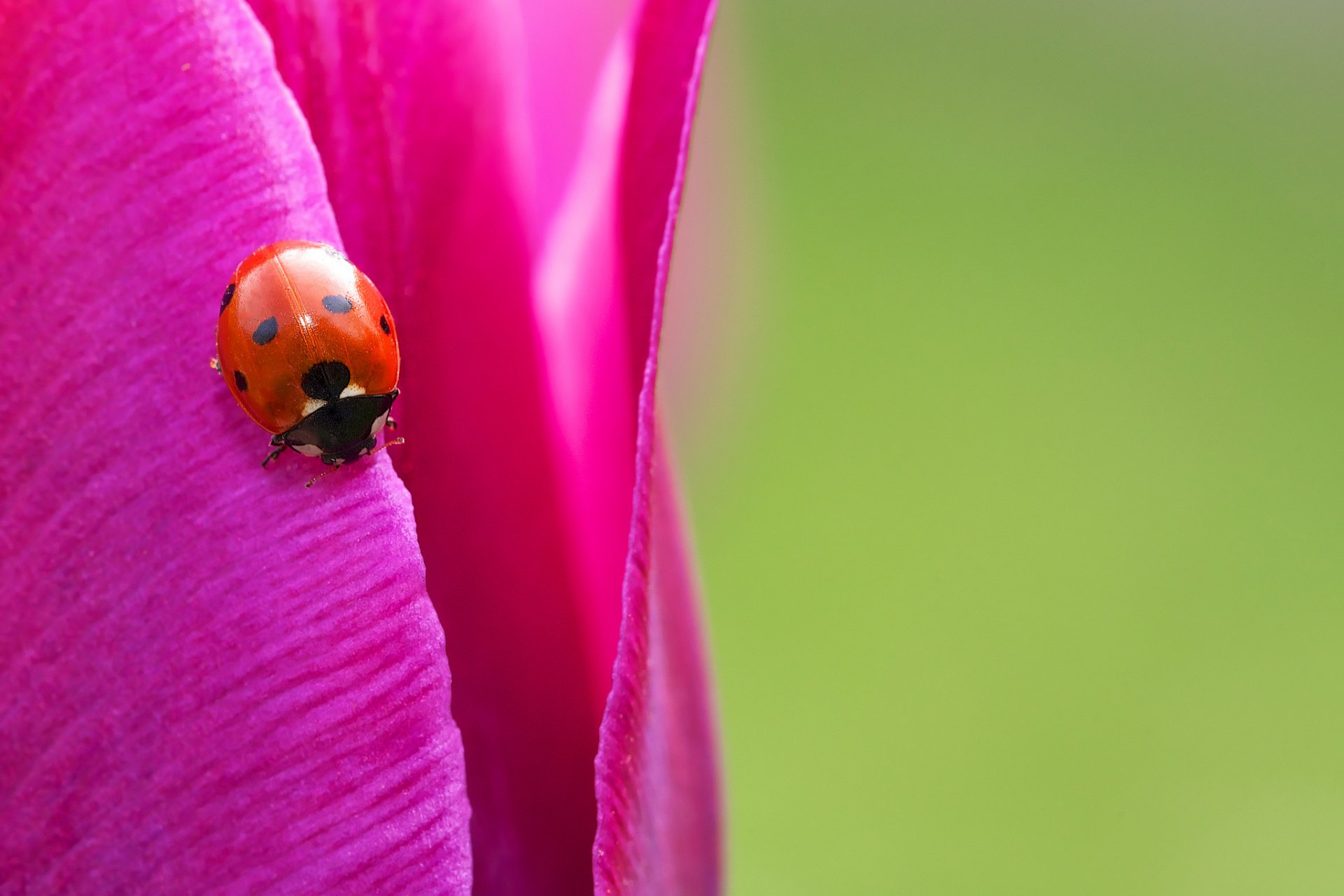 coccinella macro tulipano luminoso insetto