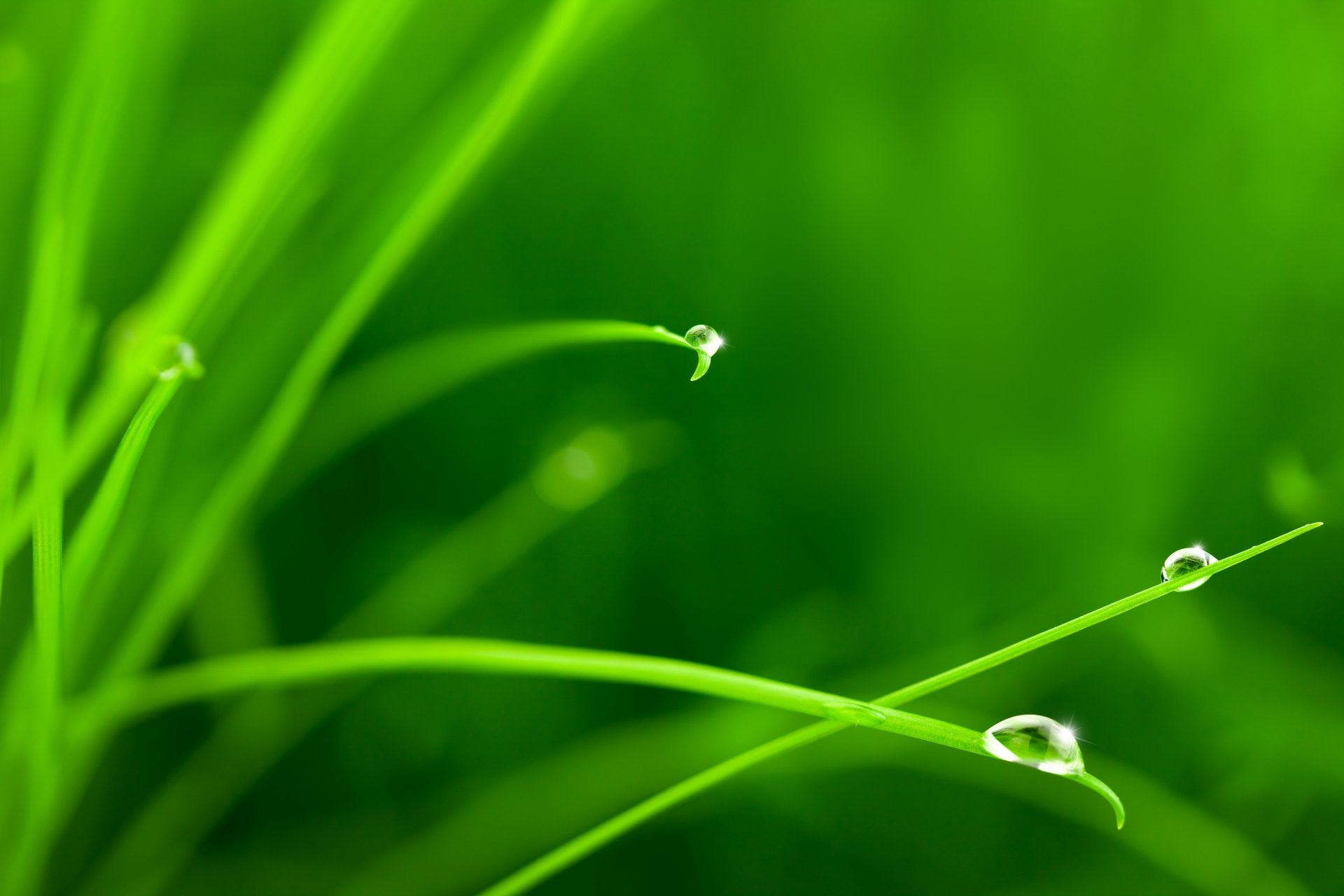 grass drops water green close up