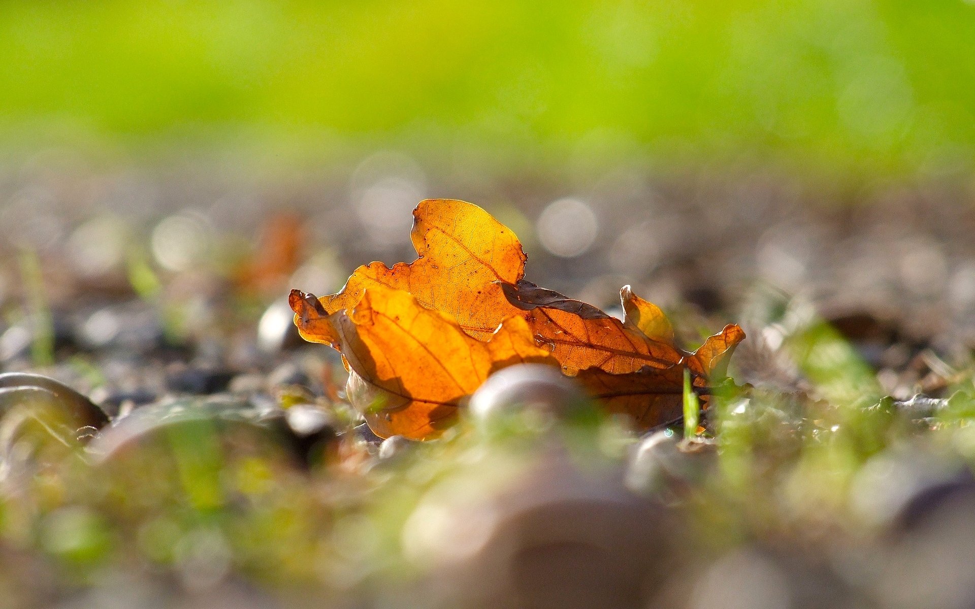 macro leaf leaves leaves yellow blur bokeh autumn macro leave background wallpaper widescreen fullscreen widescreen widescreen