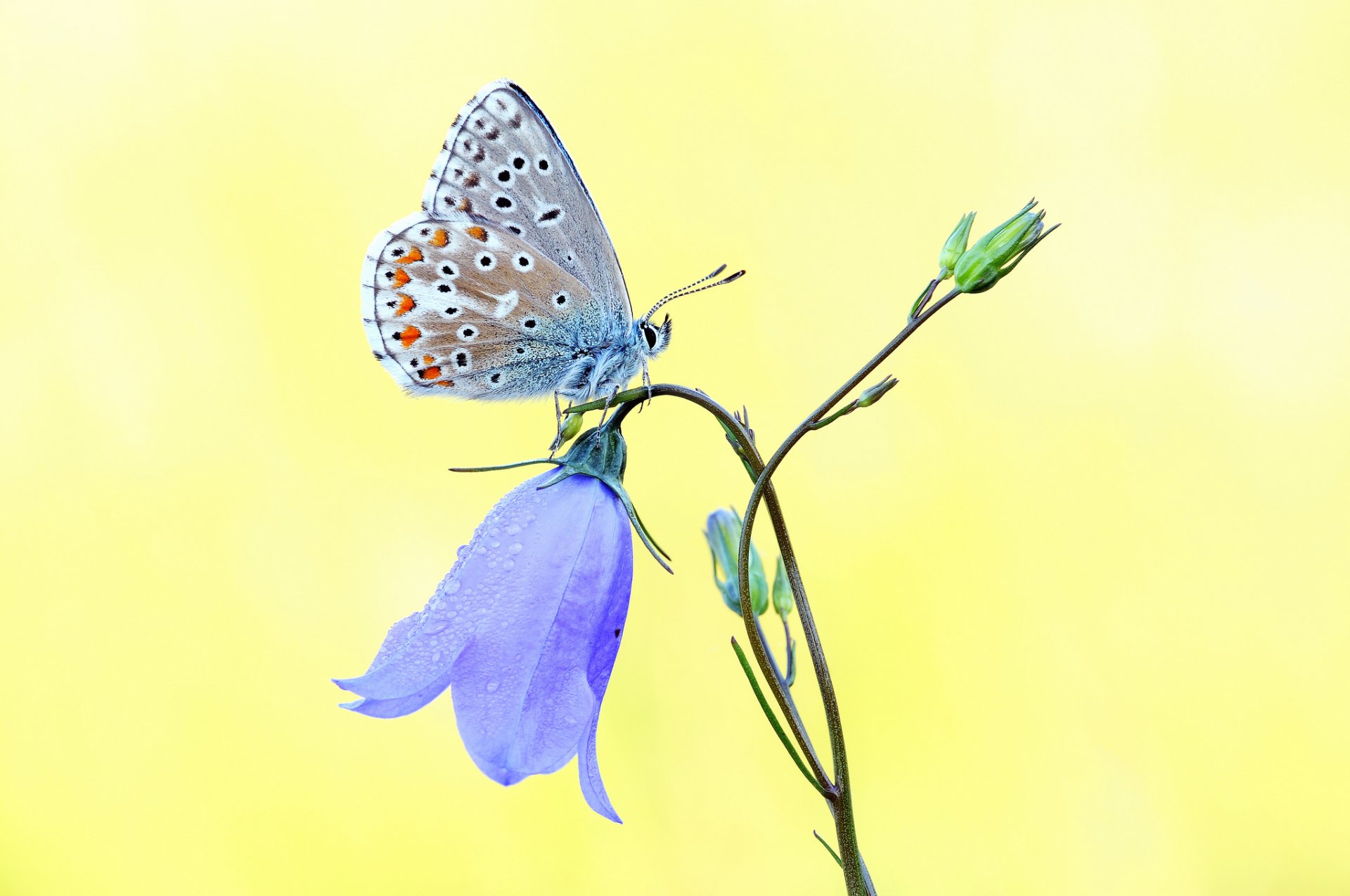 flor campana azul mariposa fondo amarillo