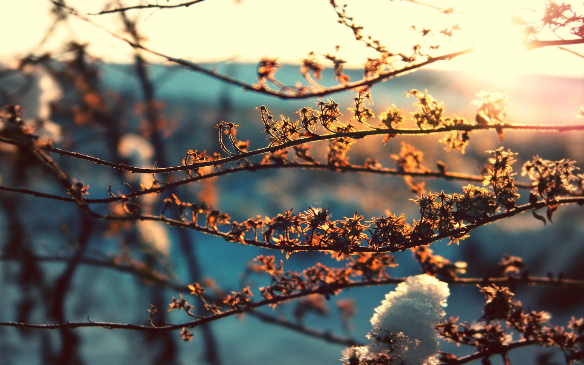 branches fond macro feuilles neige printemps soleil