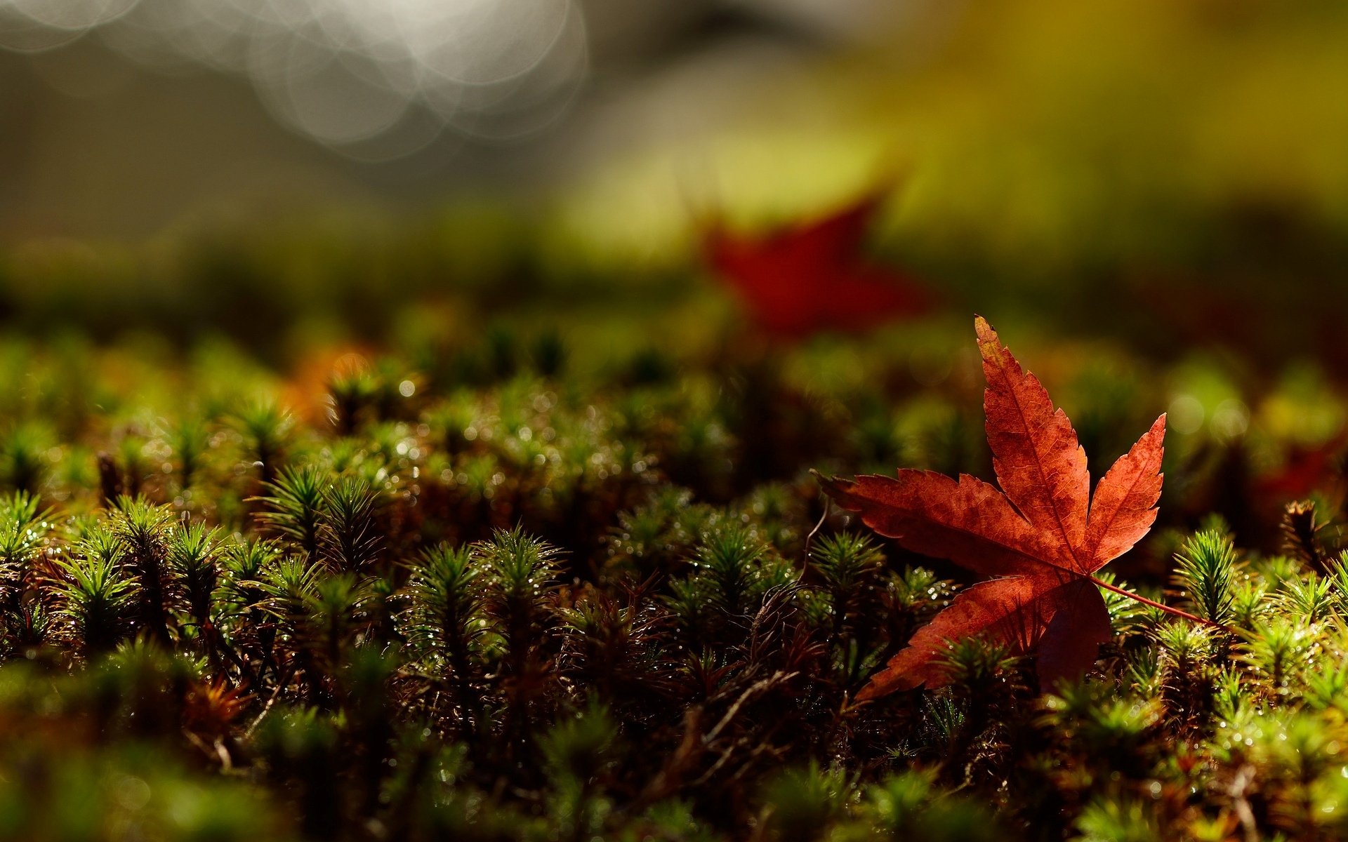 macro feuille feuille feuilles rouge verdure herbe fond papier peint écran large plein écran écran large