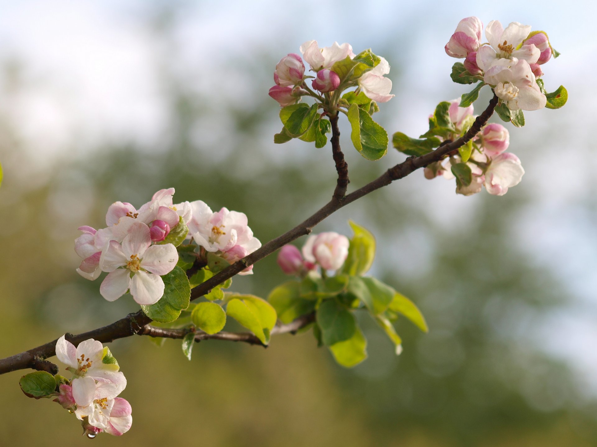 apfelbaum zweig makro blüte blumen knospen frühling natur