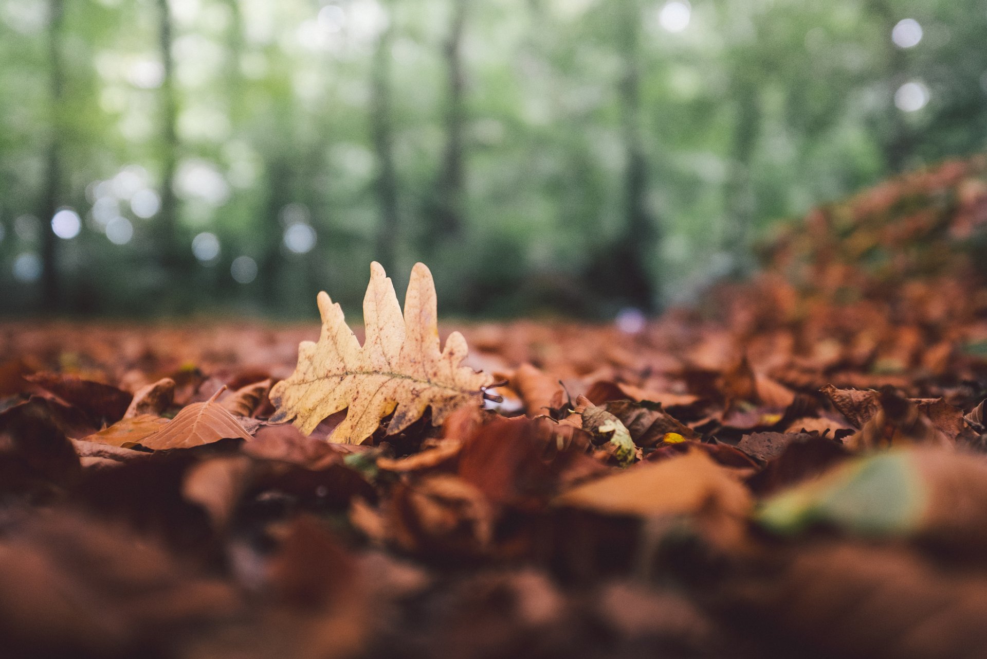 bosque hojas caído otoño hoja roble bokeh