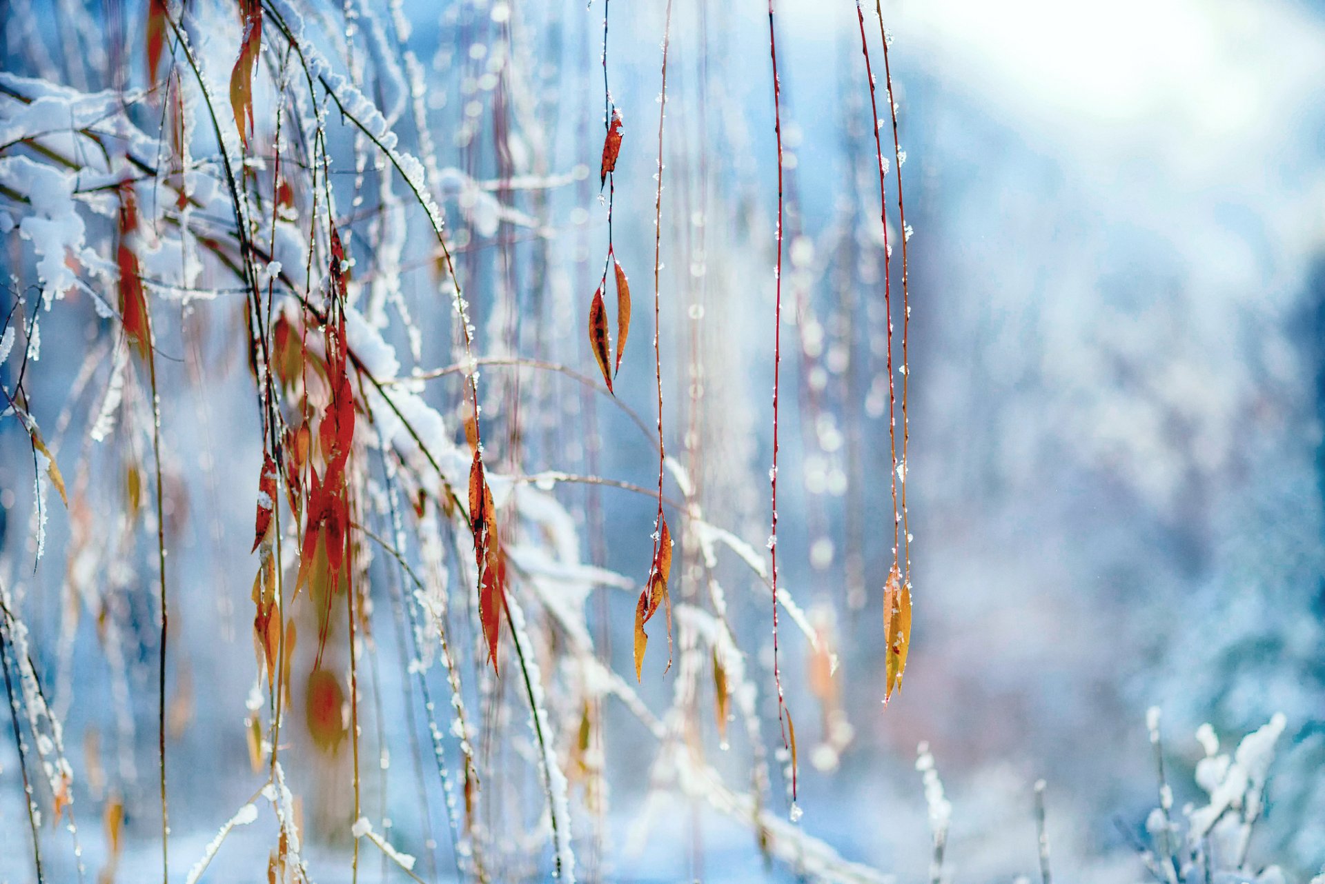 gros plan hiver neige branches feuillage