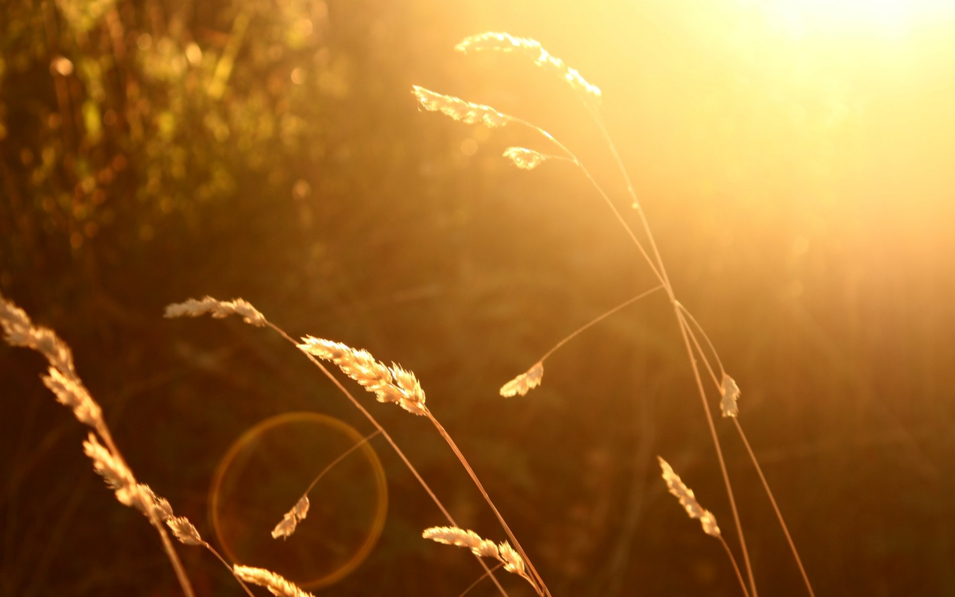 macro pianta piante. spighe sole sfocatura sfondo carta da parati widescreen schermo intero widescreen widescreen