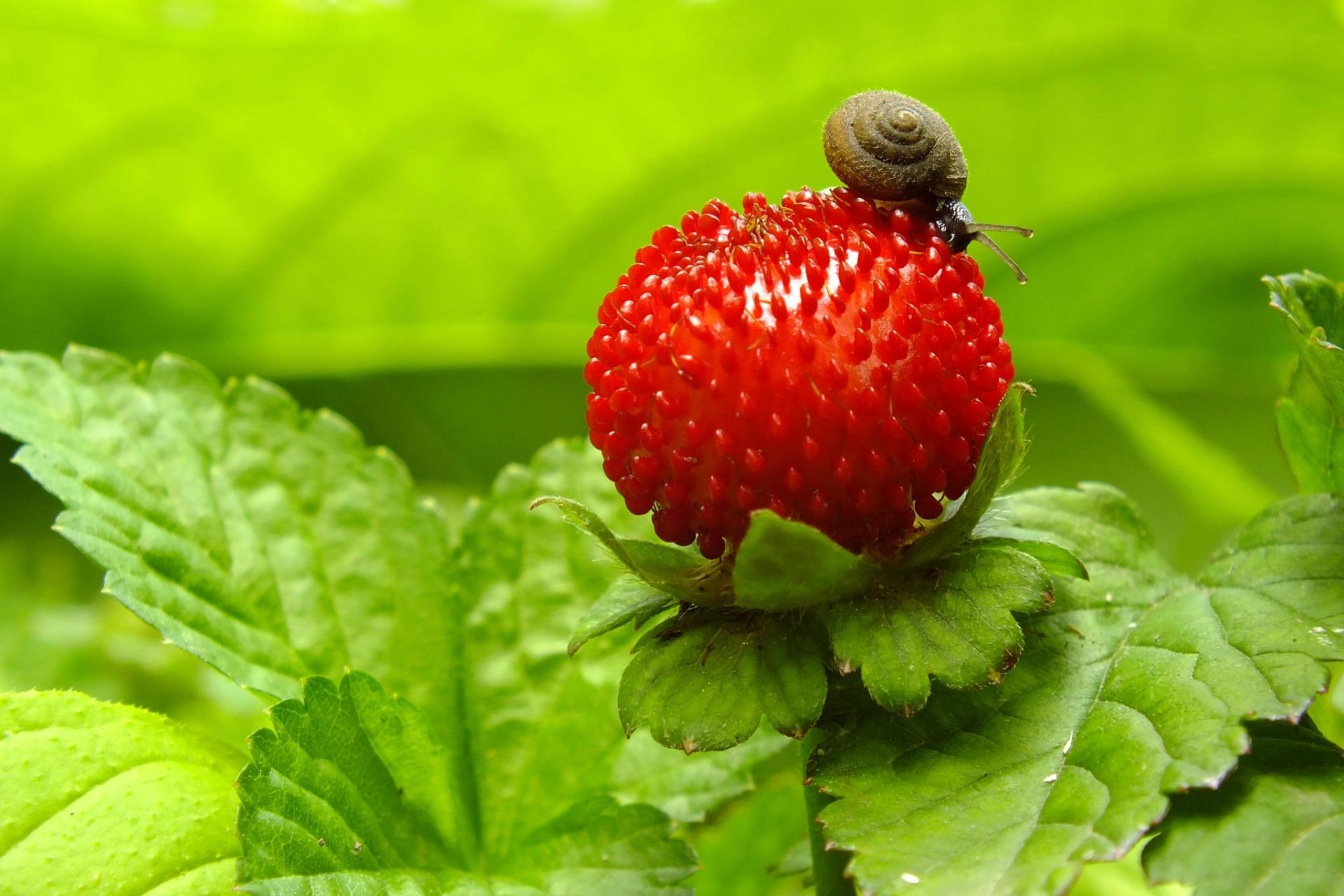 baie fraise escargot