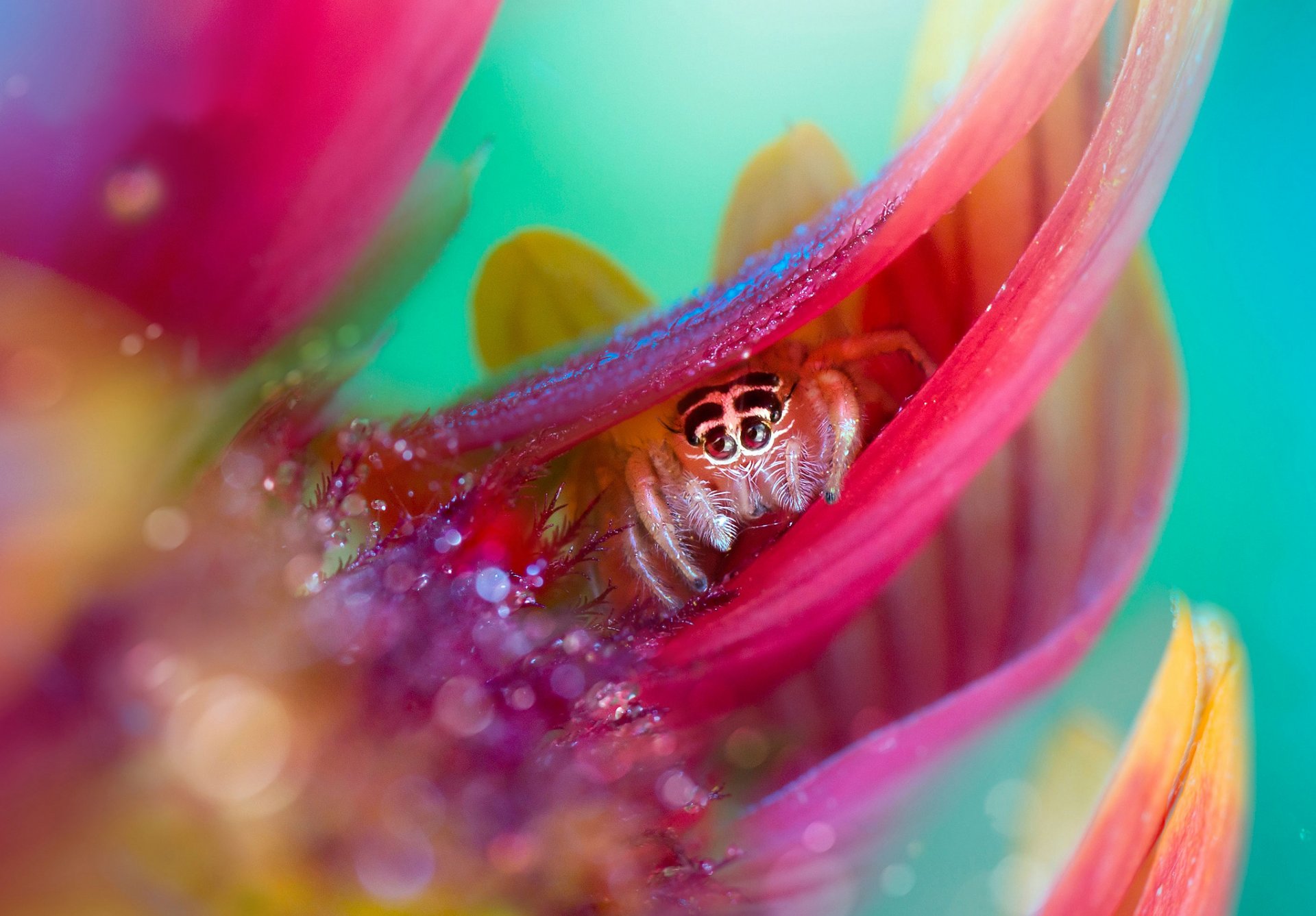 fiore petali gocce rugiada ragno