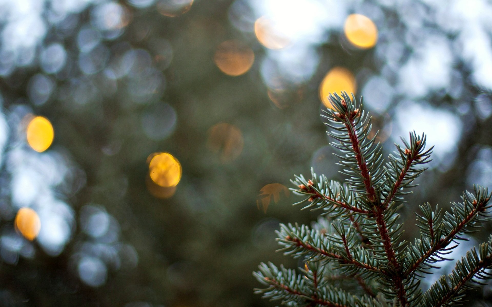 macro blur bokeh christmas tree herringbone spruce macro background wallpaper widescreen fullscreen widescreen