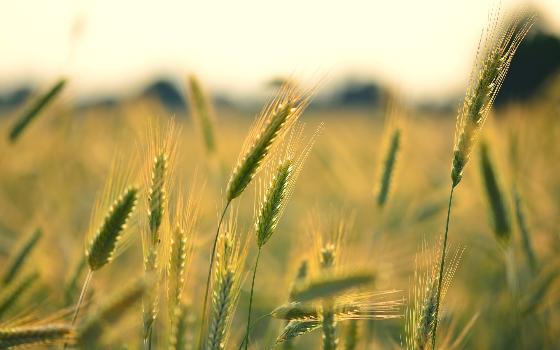 close up wheat rye ears spikes the field background wallpaper widescreen full screen hd wallpapers fullscreen