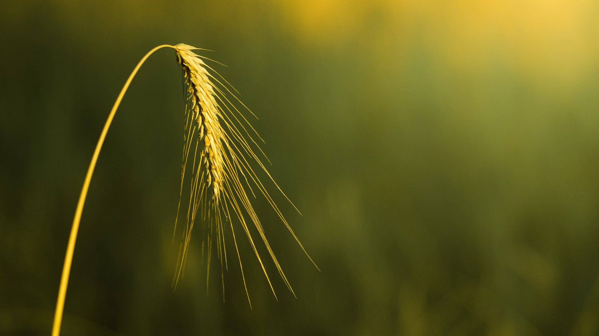 macro spighetta spighette spighette grano segale macro campo sfocatura sfondo carta da parati widescreen schermo intero widescreen widescreen