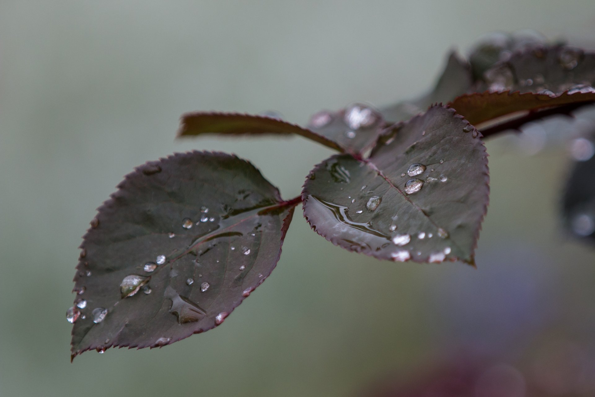 branch leaves close up drops water