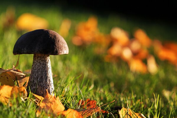 Pilz mit Herbstlaub auf verschwommenem Hintergrund