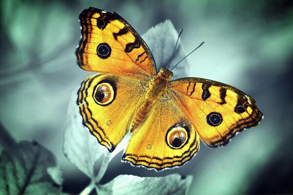 La mariposa swallowtail se sienta en una hoja