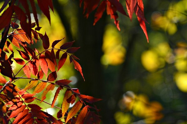 Feuilles rouges précurseurs de l automne