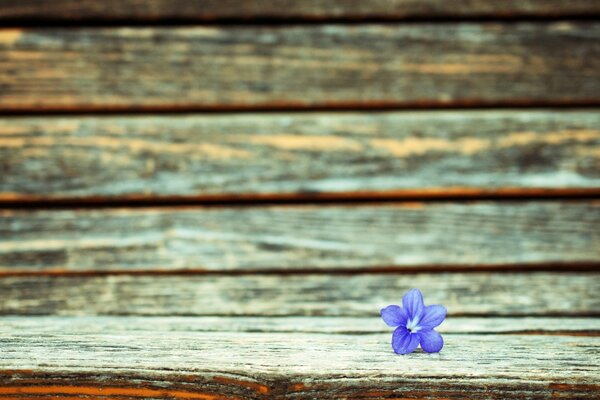 Fioletowy mały kwiatuszek panoramiczny, tło pełnoekranowe