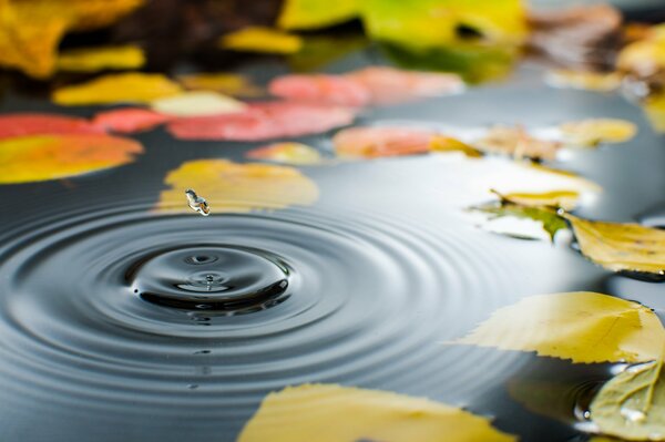 Wasserscheidungen mit Herbstblättern