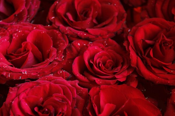 Красные роза с каплями воды на лепестках