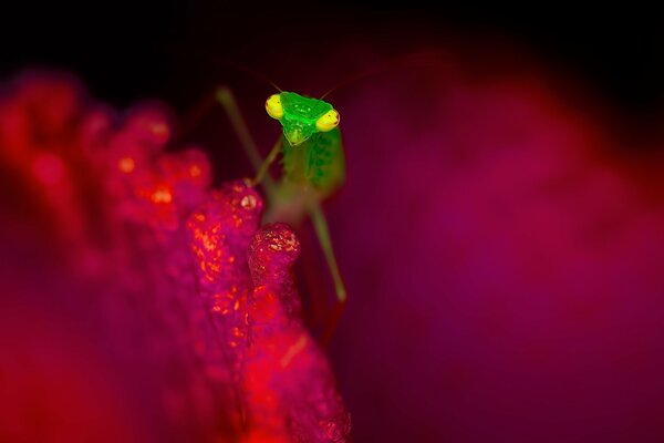 Insetto verde sul fiore rosso