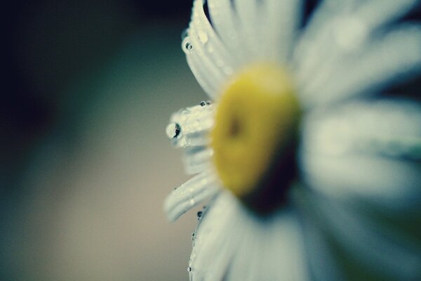 Morning dew drops on white chamomile