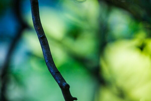 Ein Zweig aus einem Baum grün verschwommenes Foto wenn Sie es betrachten, ruhen die Nerven