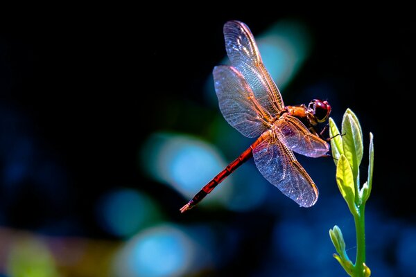 Red dragonfly on the leaves of the plant