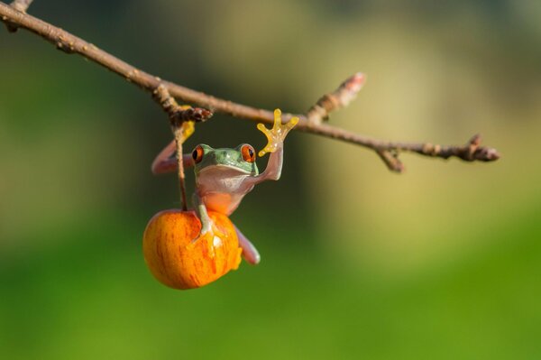 Lugushka on a tree branch