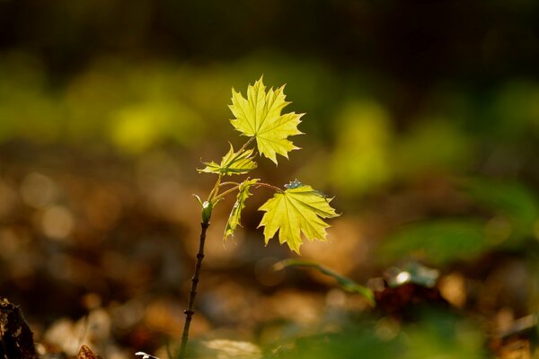 Plant on the background of leaves