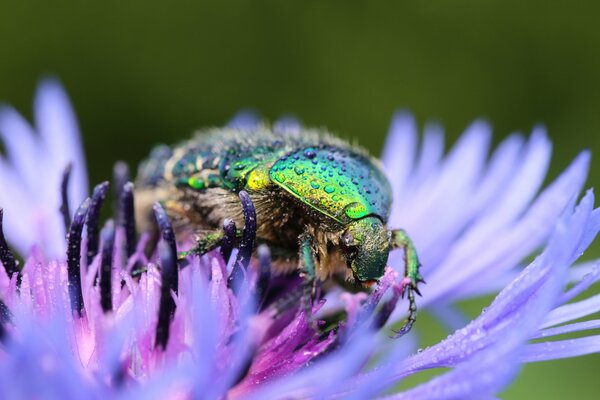 Scarabeo su un fiore viola con una goccia d acqua