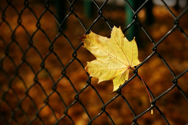 Yellow maple leaf in the fence grid