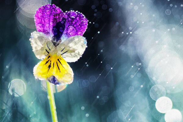 Macro shooting of a flower Pansies in raindrops