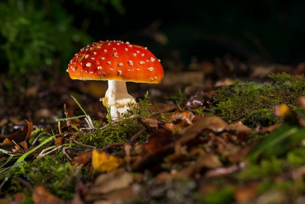 Amanita, gefallene Blätter, in der Nähe