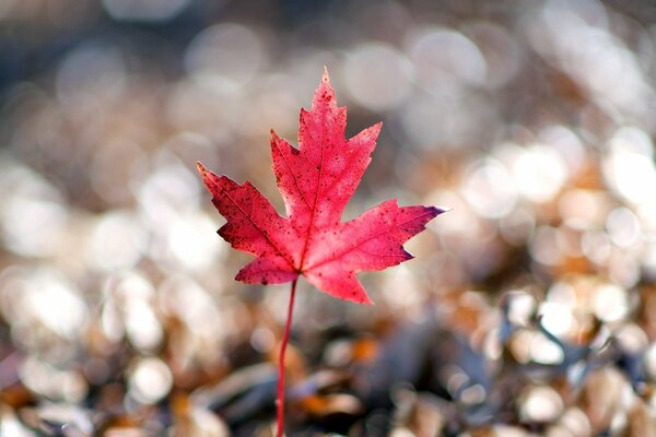 Feuille d érable rouge en gros plan