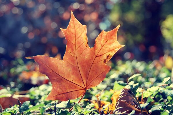 Schönes Ahornblatt. Schöner Herbst