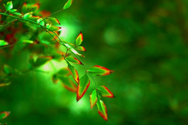 Macro shooting green leaves blurred widescreen