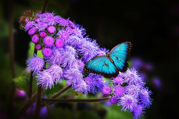 Exotisches Schmetterlingsfoto auf Blumen. Blauer Schmetterling und lila Blüten