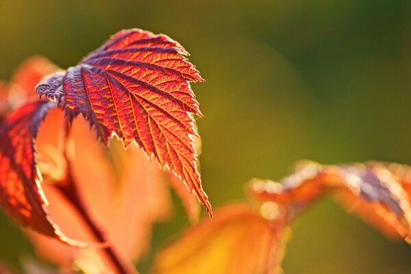 Осенние листья малины в лучах солнца